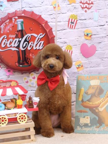 20230910こむぎちゃん